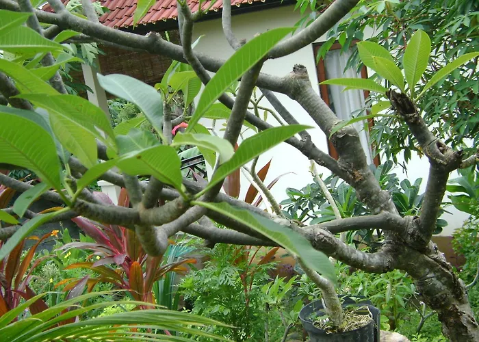 Sinar Bali 2 アメッド